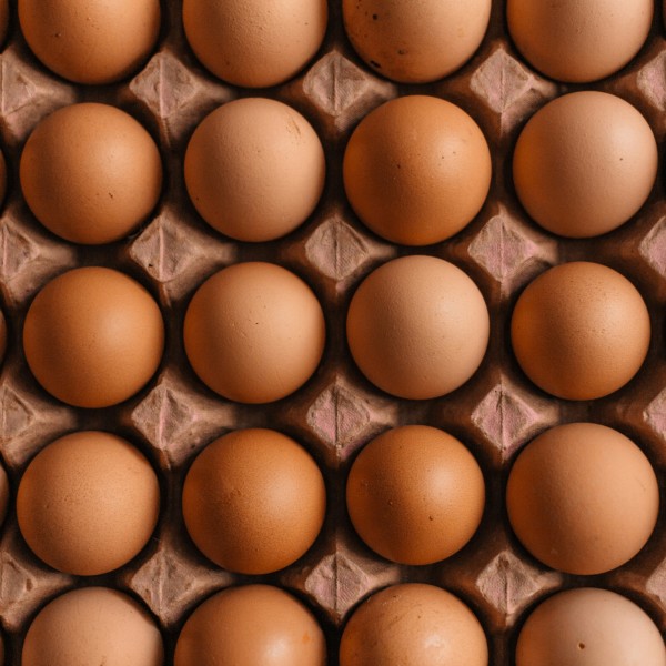 30 MEDIUM LION EGGS